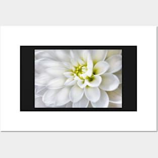 White dahlia Posters and Art